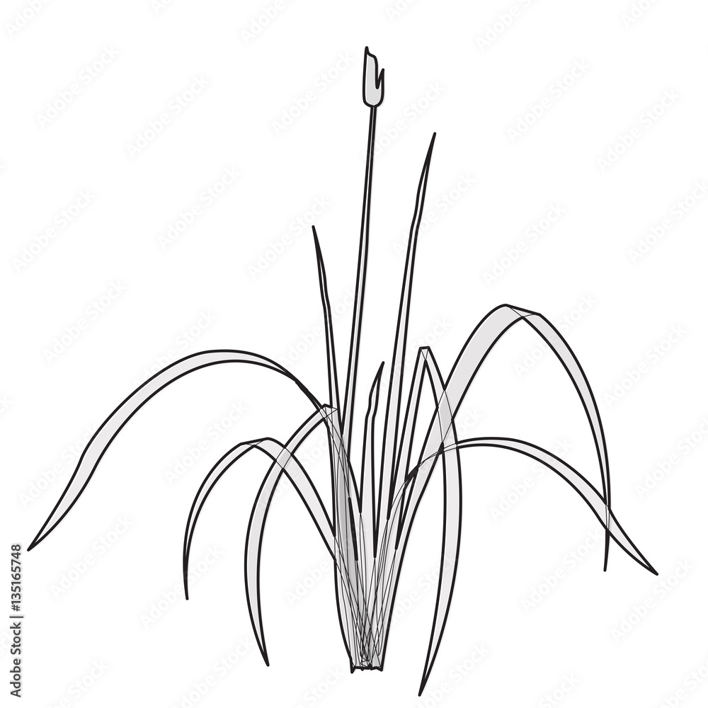 Single Reed Illustration Vector isolated reed. Outlined isometric clump of reed growing on the ...