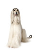 Afghan hound dog isolated on white background