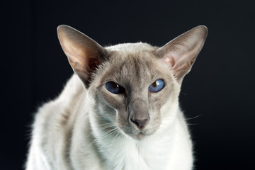 Oriental siamese cat blue eyes sitting, black background