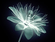 x-ray image flower isolated  , passion flower
