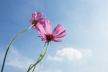 Wall Mural - Beautiful pink flowers on a sky background.