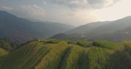Poster - Top view or aerial shot of fresh green and yellow rice fields.Longsheng or Longji Rice Terrace in Ping An Village, Longsheng County, China.
