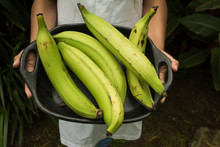  Hands Holding  Cook Bananas - Regional Tropical Fruits In A Try