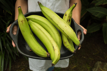  hands holding  cook bananas - regional tropical fruits in a try