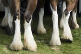 Fototapeta  - Close-up of horses legs. 