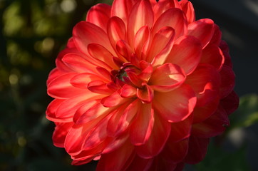 Wall Mural - Blooming large red dahlia flower in the garden