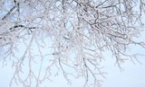 Fototapeta Londyn - Winter background. Tree Branches Winter. 