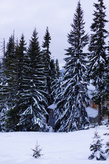 Wall Mural - Beautiful winter landscape with snow covered trees