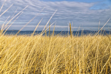 Yellow Grass On The Seaside. High Withered Grass On The Field Under Cloudy Sky On The Seashore