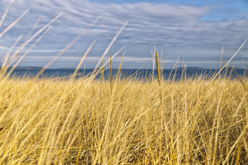 yellow grass on the seaside. high withered grass on the field under cloudy sky on the seashore