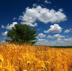 Canvas Print - wheat field and cloudy sky