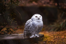 Hedwig - Owl