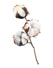 Watercolor Cotton Plant, Isolated On White Background.