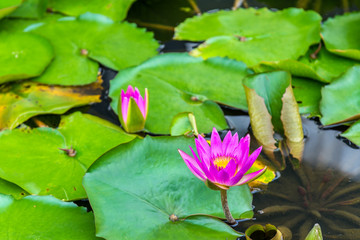 Poster - Water lilies in a pond, the city of Singapore