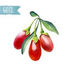 Wall Mural - Watercolor illustration of goji berries isolated on white background with clipping path included