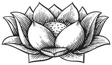 Lotus Flower - Vintage Engraved Vector Illustration (hand Drawn Style)