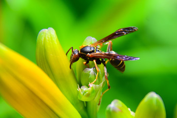 Wasp sitting on yellow day lily bud in the garden