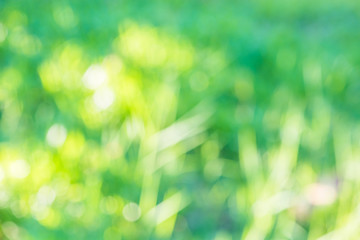 green natural bokeh, blurred bokeh.