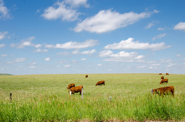 Happy cows green pasture on blue sky day