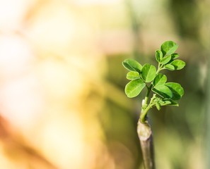 Moringa tree