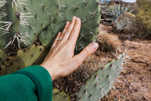 Woman Touching Prickly Pear Cactus In Arizona, Tonto National Forest, USA