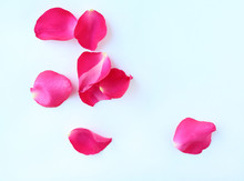 Pink Rose Petals Isolated On A White Background.