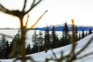 Wall Mural - Winter rime and snow covered fir Christmas trees on mountainside