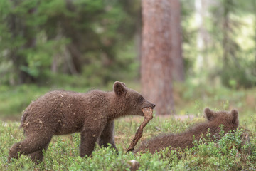 Wall Mural - Bear cub wants to play but the other cub is just sleeping