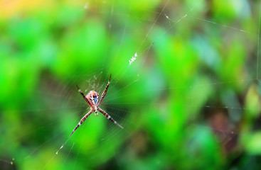 Poster - Spider