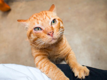 Cute Orange Tabby Cat, Cat Orange Color.