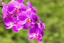 Bright Purple Wild Orchid Flowers With Green Background, Orchid In Nature