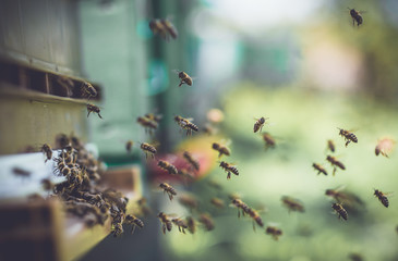 bees flying back in hive after an intense harvest period