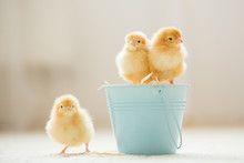 Little Cute Baby Chicks In A Bucket, Playing At Home