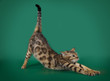 Funny Bengal cat playing on a green background