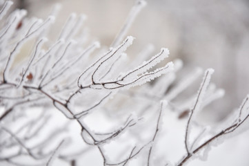  Tree branches covered with hoarfrost.