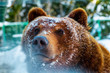 Portrait of a brown bear awake in winter