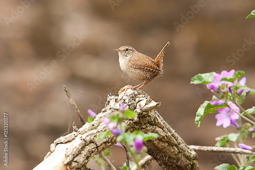 Cuadros en Lienzo photograph of a little alert Jenny Wren
