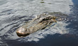 Alligator in den Everglades, USA, Florida