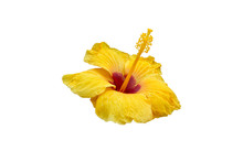Isolated Yellow Hibiscus Flower On White Background