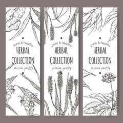 Sticker - Three vector herbal tea labels with ginger, aloe and ginseng