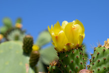 Yellow Flower Of Prickly Pear Cactus Against Blue Skies