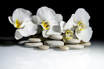 Wall Mural - flat stones on a white glass on the background of white orchids 