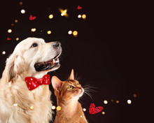 Cat And Dog, Abyssinian Kitten , Golden Retriever Looks At Right