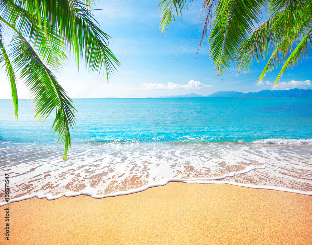 Palm and tropical beach Stock Photo | Adobe Stock