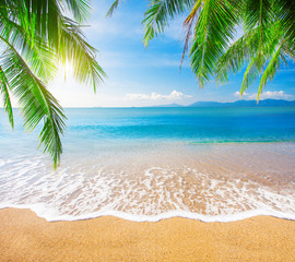 Wall Mural - palm and tropical beach