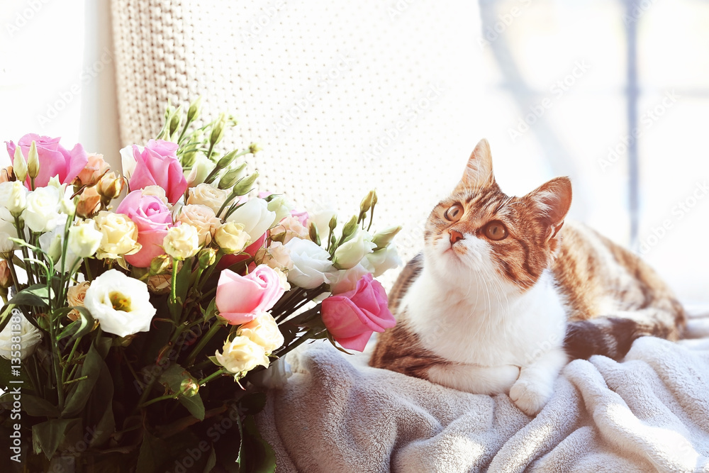 Cute funny cat lying on soft plaid at home