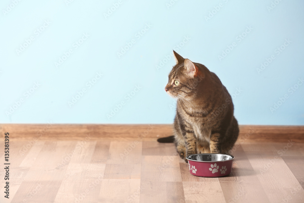 Cute funny cat and bowl with food at home