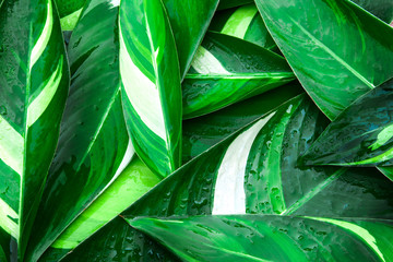 Wall Mural - wet fresh tropical green leaves background
