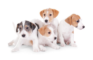 Canvas Print - Cute funny puppies on white background