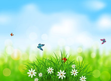 Vector Element For Design. Green Grass With White Flowers, Butte